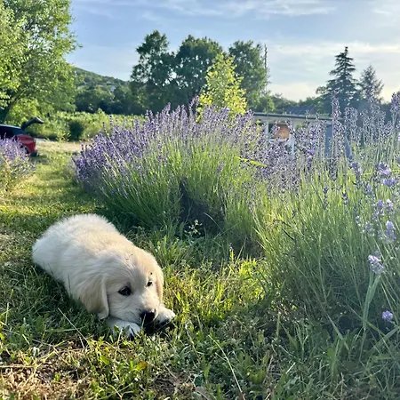 Σπίτι διακοπών Tiny Bohemian At Balaton Kisapati