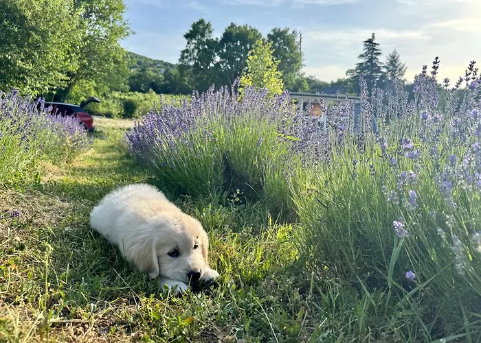 Дом отдыха Tiny Bohemian At Balaton Kisapati
